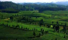 生态茶园