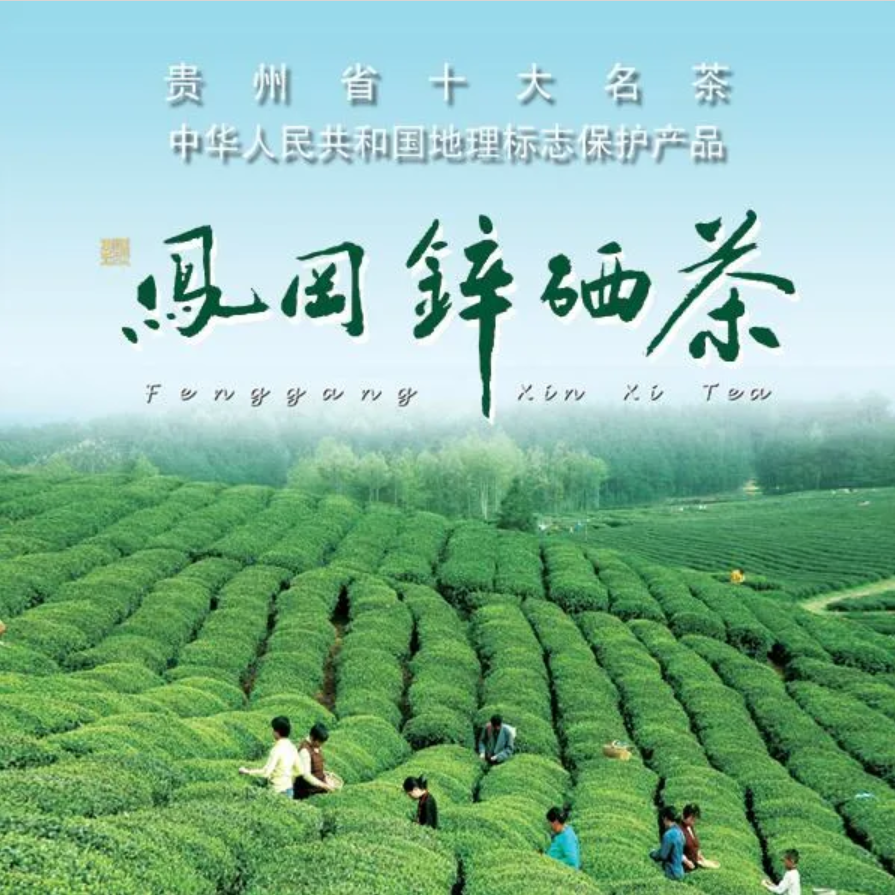 凤冈茶产业再登央视